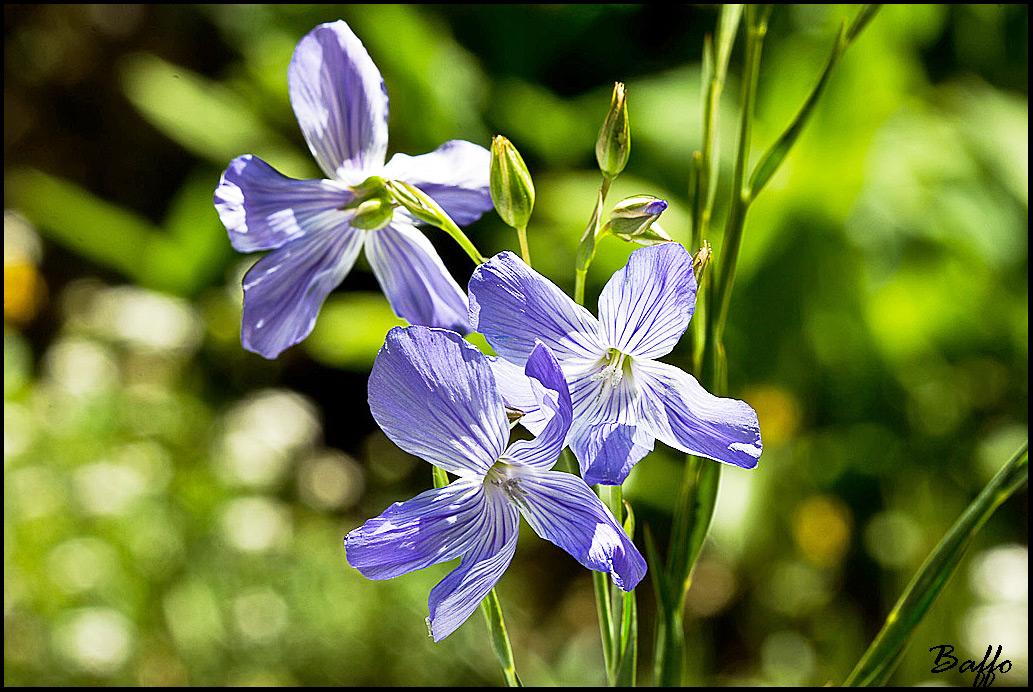 Da identificare.- Linum  sp.